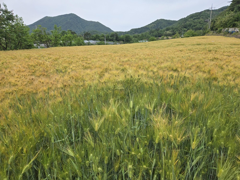 옥천군, 맥류 붉은곰팡이병 확산 농가에 철저한 방제 당부