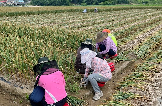 도천면, 고령 농가 마늘 수확 일손돕기 나서