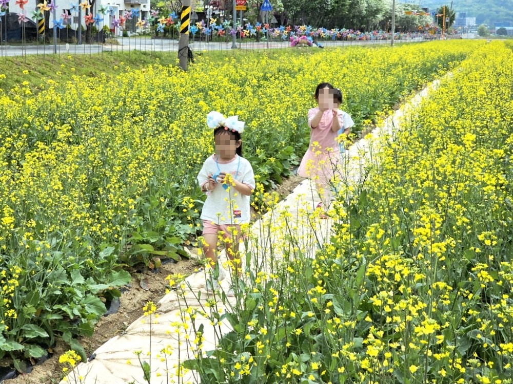제천비행장 유채꽃 활짝, 도심 속 노란 물결