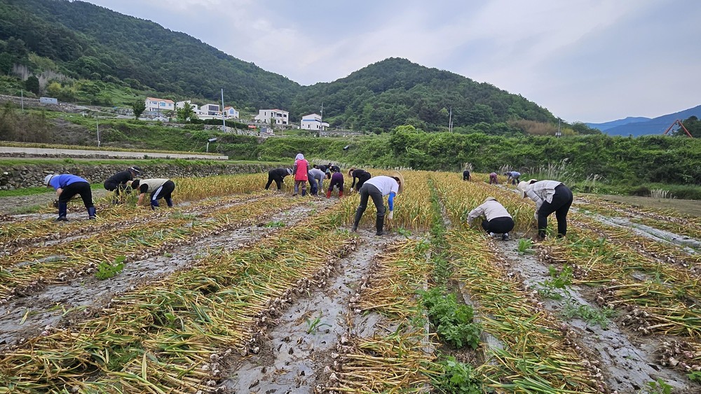 남해군, 봄철 농번기 맞아 농가 일손돕기 실시