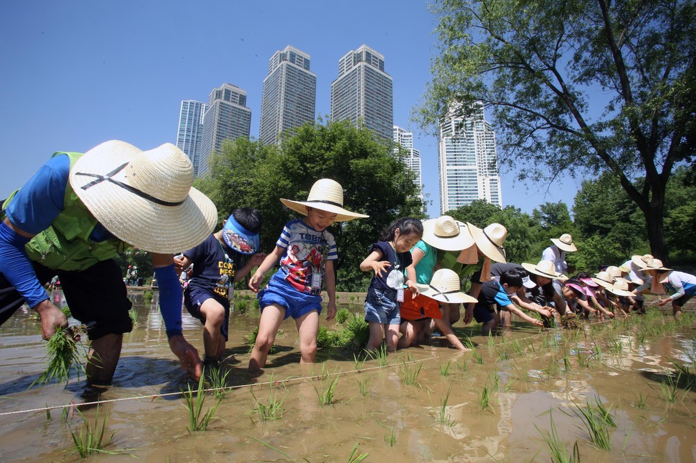 강남구, 양재천 벼농사학습장에서 전통 모내기 체험 행사 개최