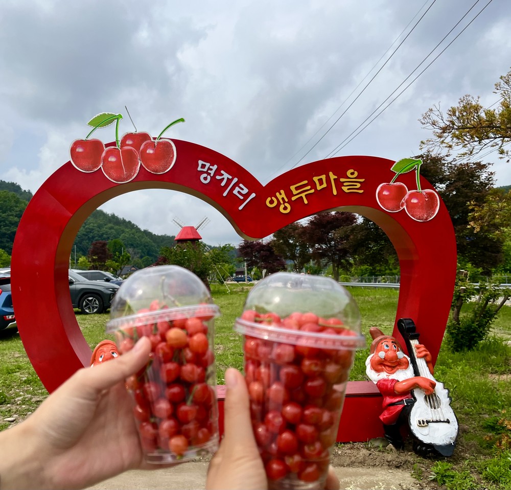양양 명지리 마을 ‘앵두사랑 앵두축제’ 성황