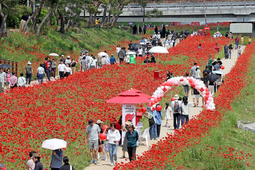 괴산군, 축제 끝나도 봄은 계속…양귀비꽃과 야경에 ‘감탄’