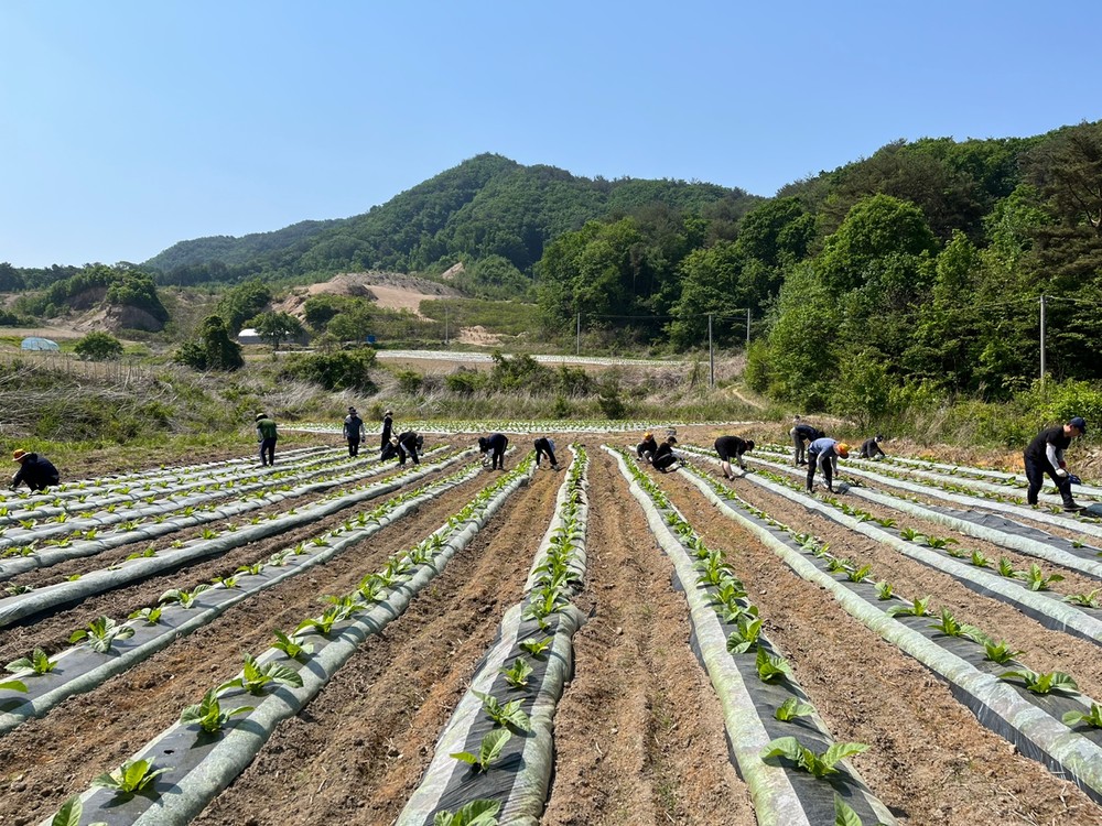 화천군 전 부서 공무원, 농촌 일손 도우러 출동