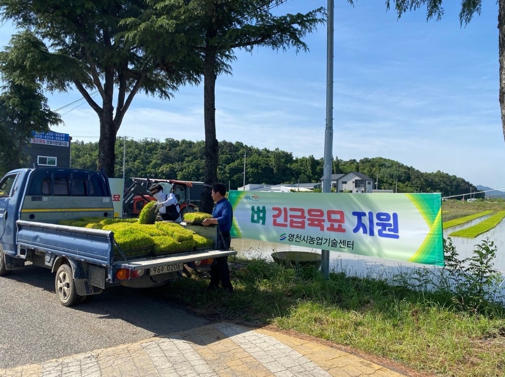 영천시, 모내기철 맞아 긴급육묘 지원