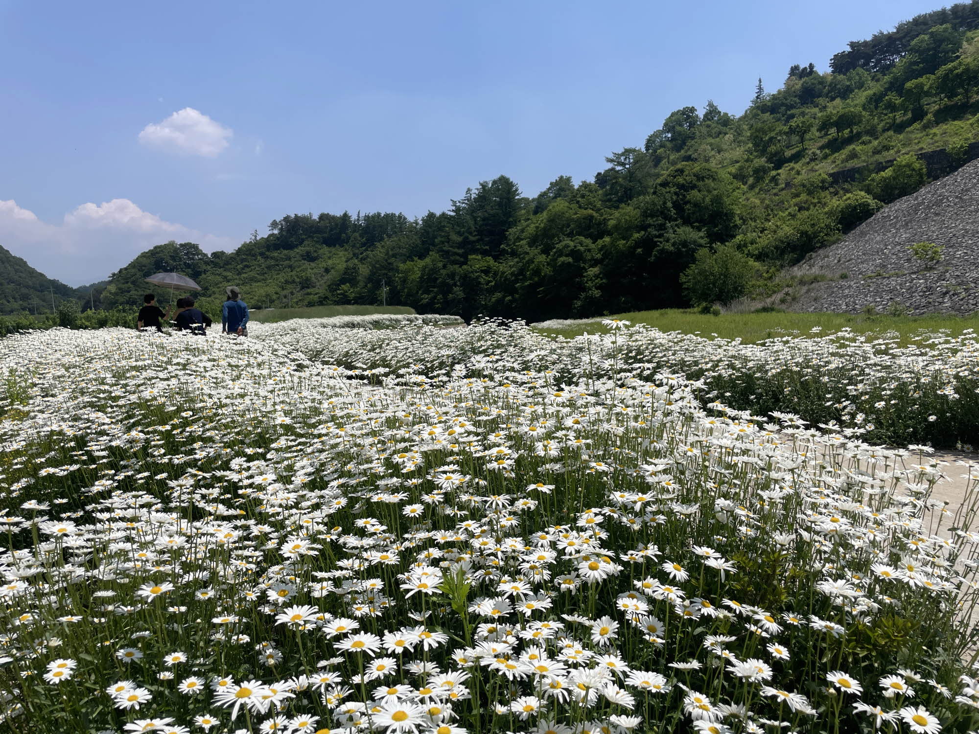 적성면 상원곡리, 주민 손길로 피어난 데이지 꽃길 활짝