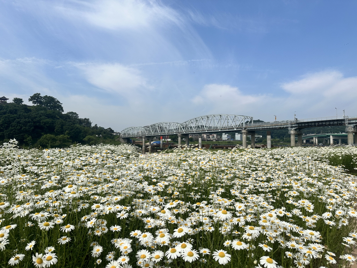 공주시, ‘샤스타데이지의 향연’ 미르섬으로 초대합니다!