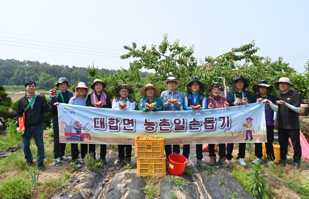 대합면, 살구 수확철 맞아 일손돕기 나서