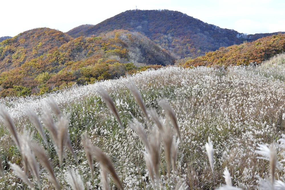 장수군 장안산 억새숲, 산림청‘대규모 산림복원 사업’선정