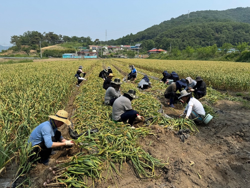 고령군 우곡면·환경과·건설과·축산정책과 공무원들 농촌일손돕기
