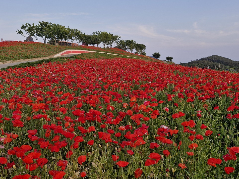병풍도 꽃양귀비 홍보축제 성료