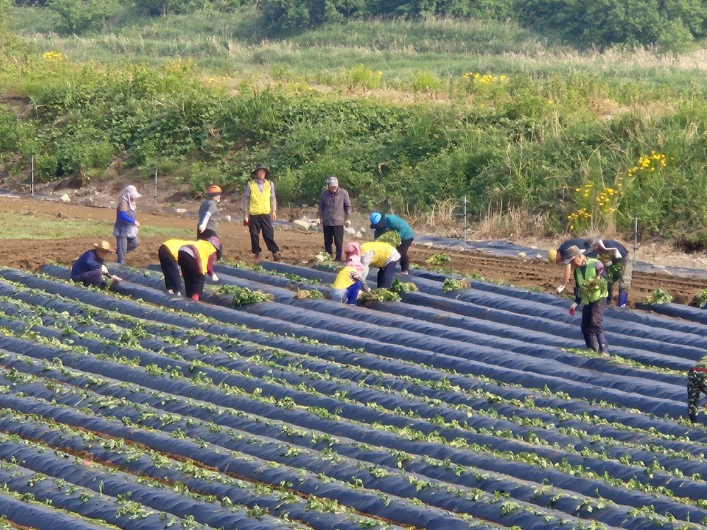 성주군, 2025 성주가야산황금들녘메뚜기축제 영농체험장 조성 위해 고구마 모종 심기 실시