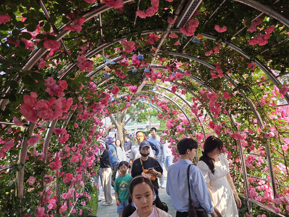 장미 반 사람 반 인산인해, ‘삼척 대표 축제’ 위상 입증