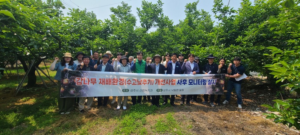 상주시, 감 수익 증대를 위한 ‘감나무 수고 낮추기 사업’ 사후 모니터링 실시