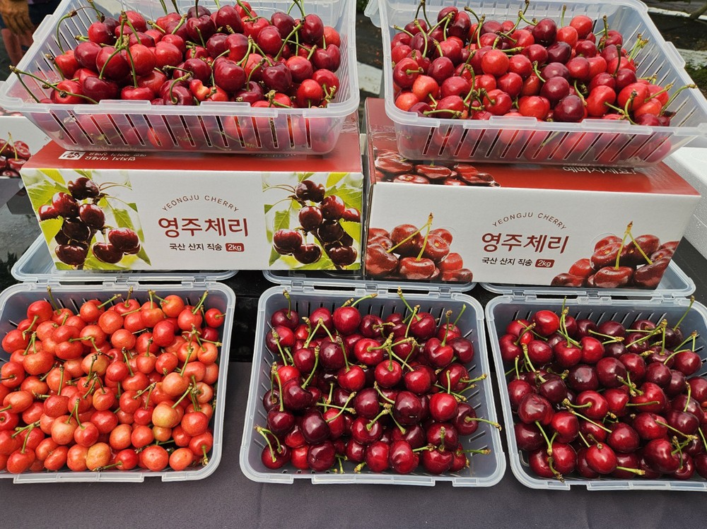 신선하고 새콤달콤한 영주 체리 홈쇼핑서 ‘인기’