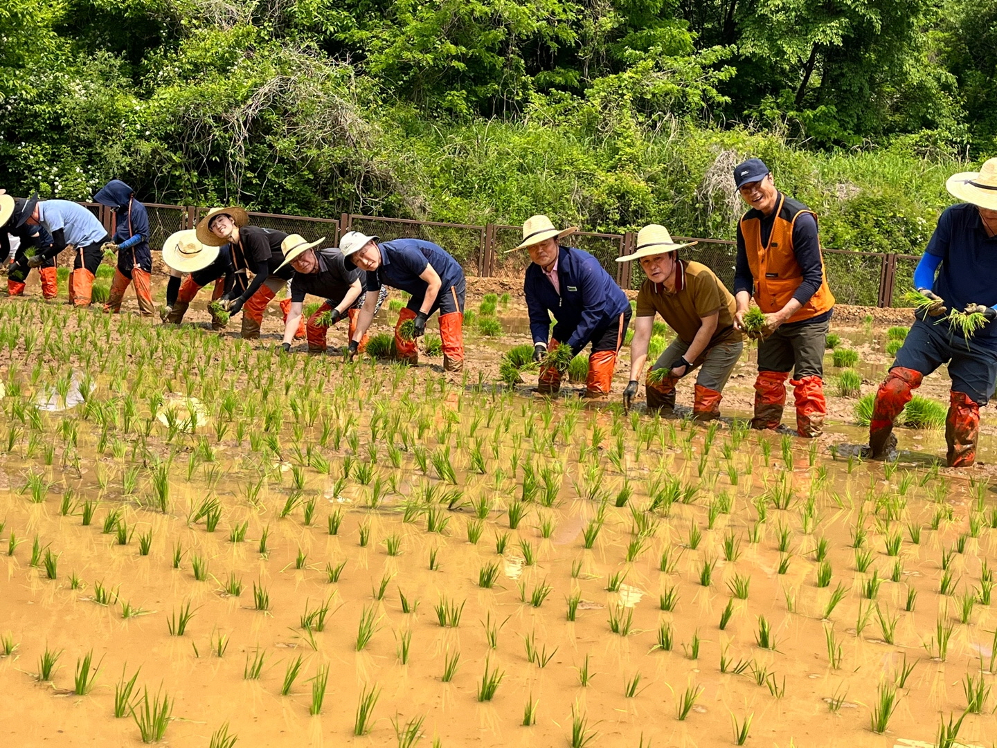 문경돌리네습지서 친환경 손모내기 행사 열려