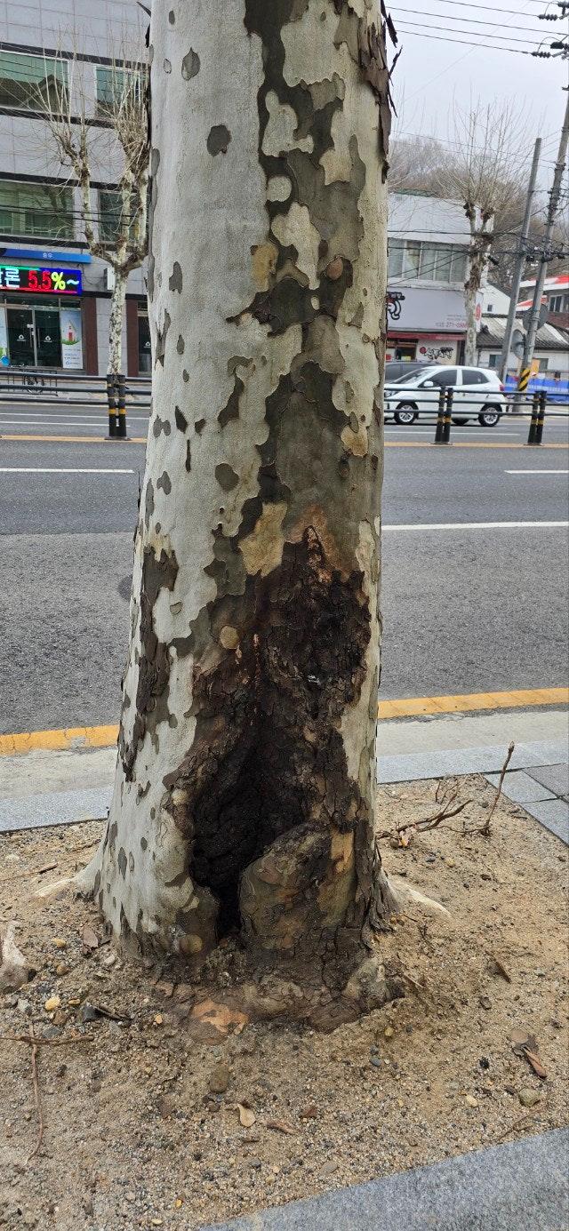 대전 중구, 노령 가로수(버즘나무) 일제정비 추진