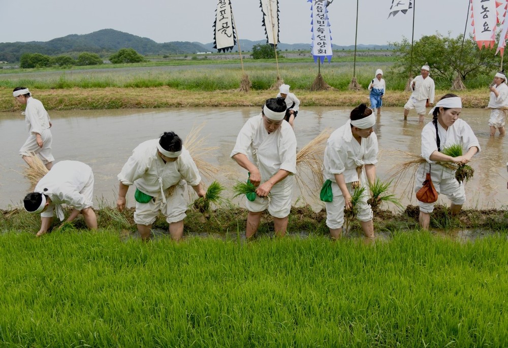 함안농요보존회 제8회 실제농사 재현 행사, 함안 악양둑방에서 열려