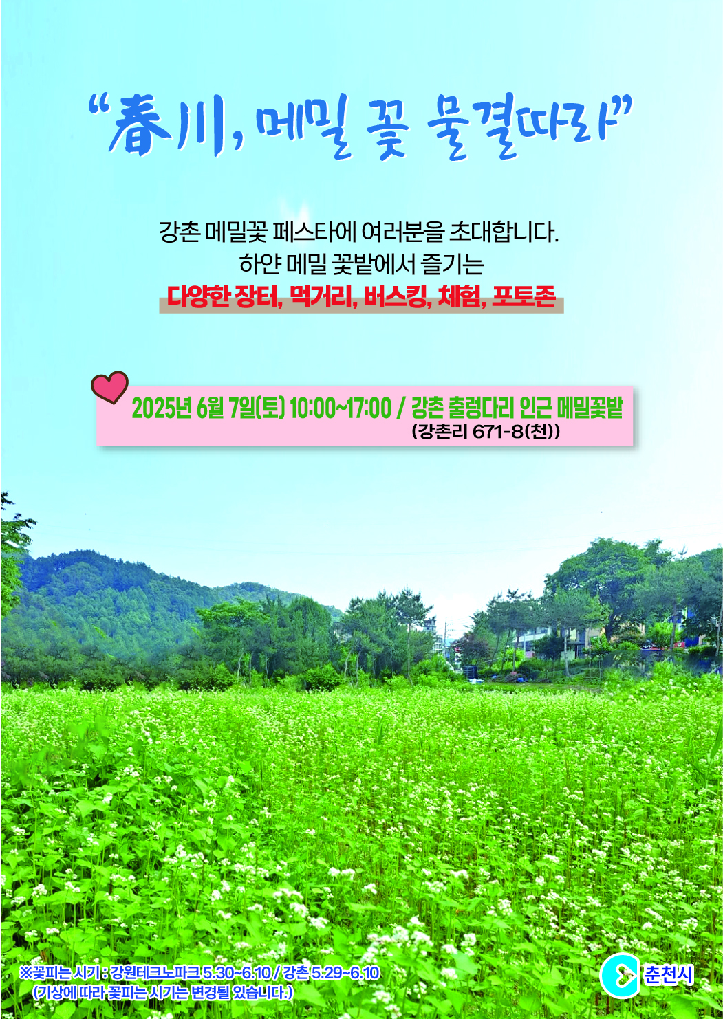 ‘막국수 본고장에서 즐기는 강촌 메밀꽃 페스타 ’춘천, 메밀꽃 물결따라‘ 개최
