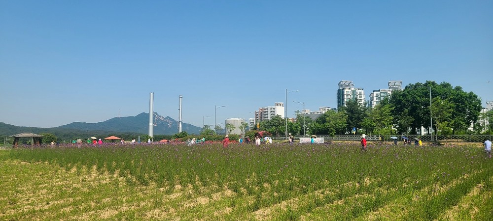 양주시 나리농원, 봄 무료개장 1.2만 명 방문…가을엔 입장료 쿠폰제 도입