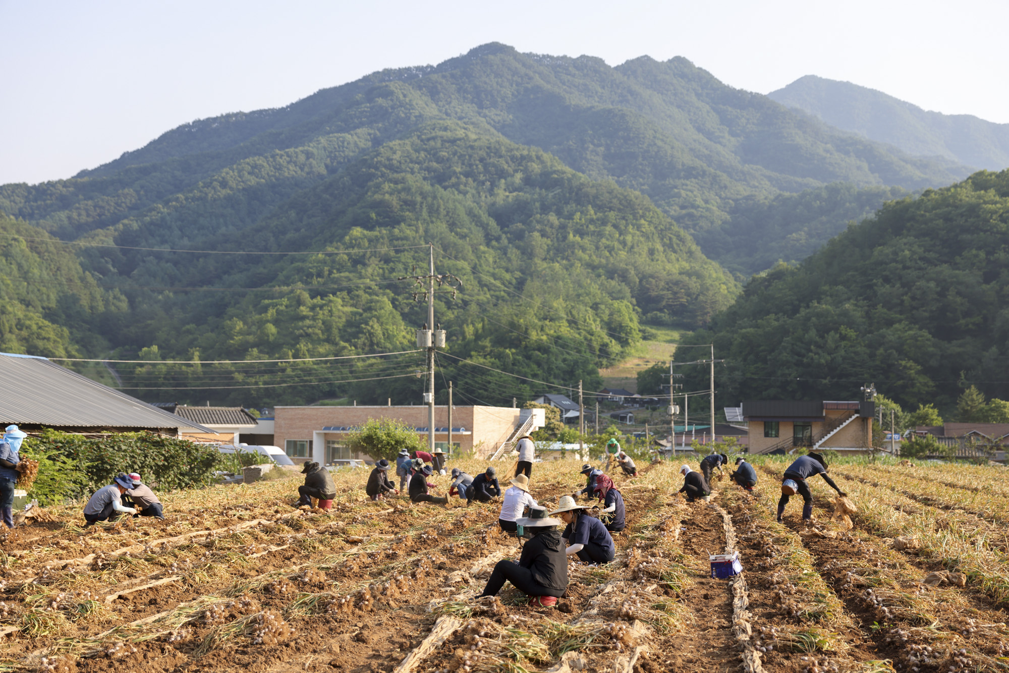 단양군, 본격 마늘 수확철 맞아 일손 돕기 총력전
