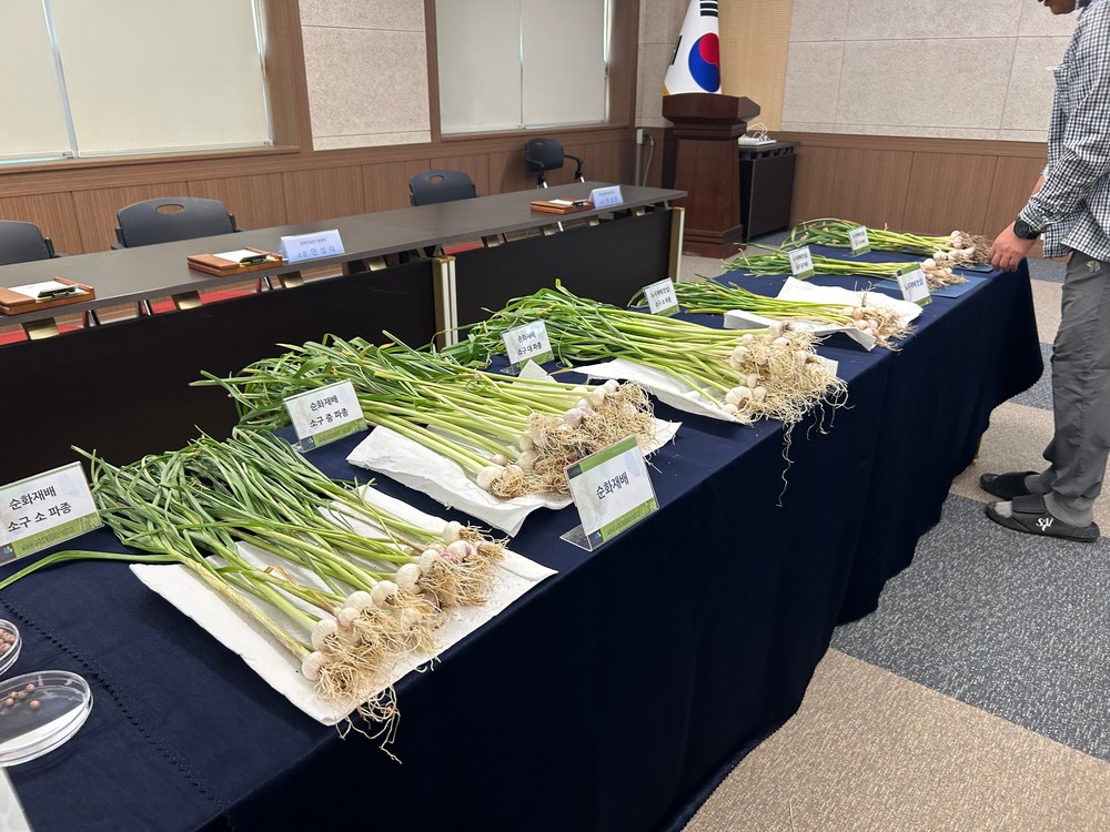 남해마늘연구소, 우량 종구 생산 본격화
마늘 산업 경쟁력 강화 나선다!
