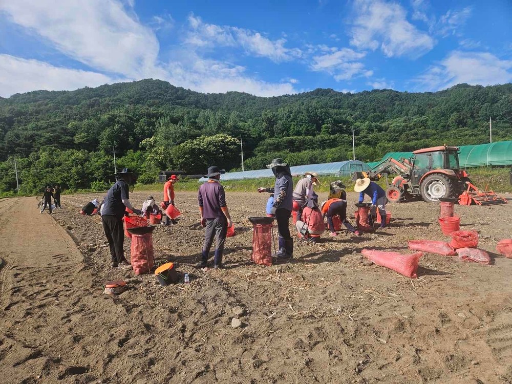 고령군 덕곡면·주민복지과·농업기술센터 공무원 마늘 수확철을 맞아 바쁜 농가에 ‘든든한 지원군’자처