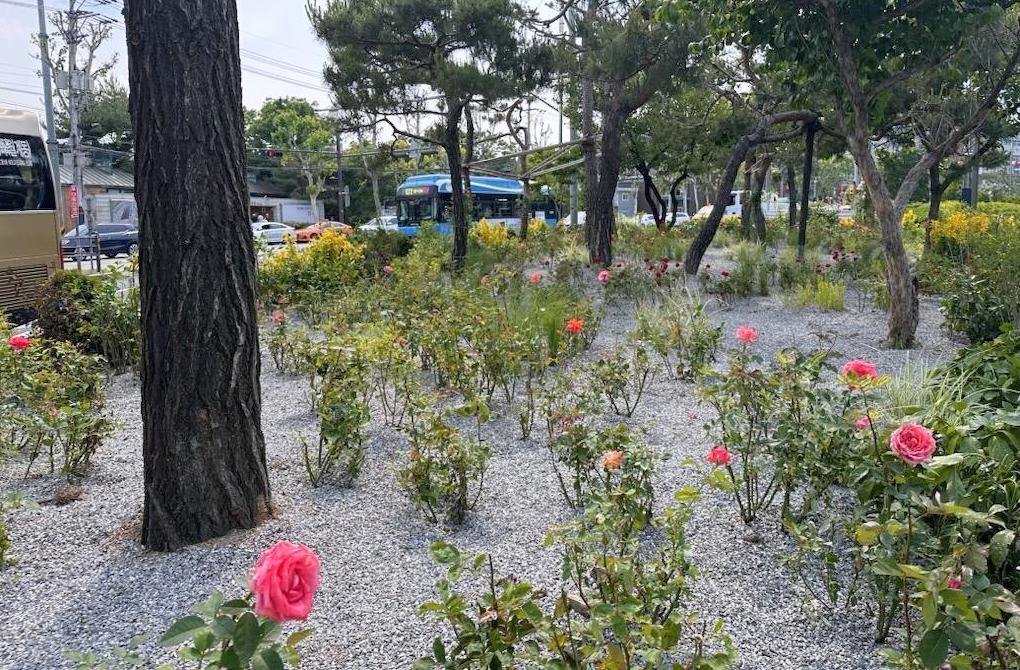 서대문구, 연세대 앞 교통섬 '장미와 매력가든' 콘셉트로 새 단장