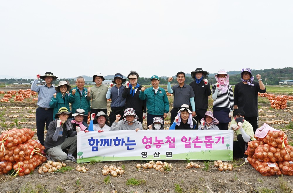 영산면, 고령농가 양파 수확 일손돕기 실시