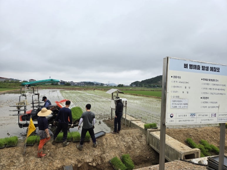 김포시농업기술센터, 벼 예찰실증포 예년보다 2주 늦은 6월 10일 모내기 실시