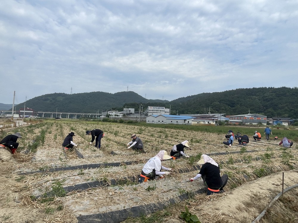 개진면, 총무과, 관광진흥과, 시설사업소 농촌일손돕기 실시