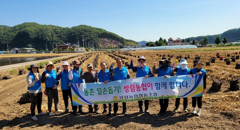 쌍림농협, 마늘농가 일손돕기 실시