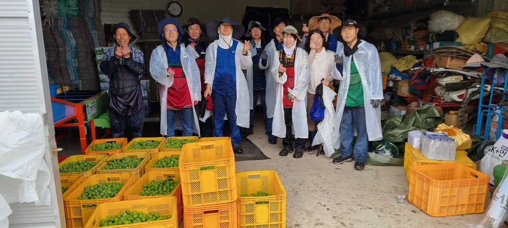 한국석유공사 곡성지사, 삼기면 매실농가 농촌일손돕기 활동 실시