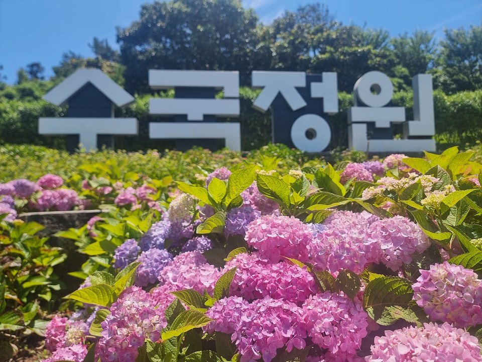 신안 ‘섬 수국축제’ 개최, 예술과의 조우