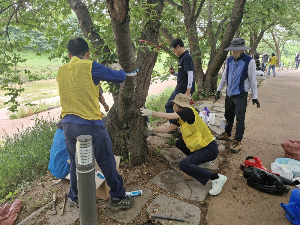 수원시, (사)한국나무의사협회 수원시분회와 황구지천 일대 벚나무 진단·외과 수술