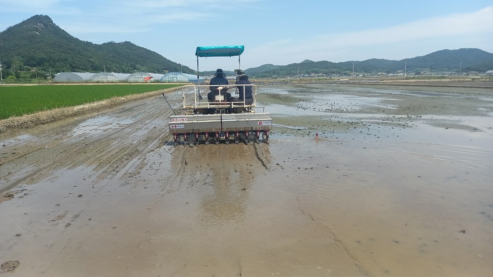 함평군, 벼 무논점파 재배단지 조성…‘생산비·노동력 절감’