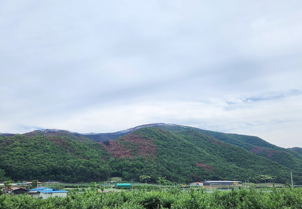 안동시, 산불피해 지역 중심 소나무 방제 드론으로 대응