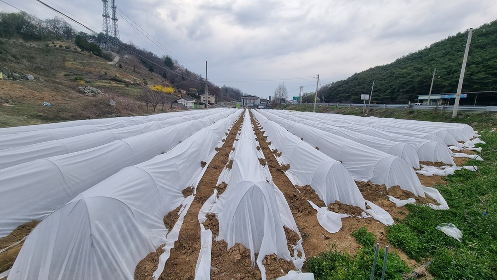 괴산군, 고추 ‘부직포 막덮기 재배기술’ 시범사업 추진...수확량 30% 향상 기대