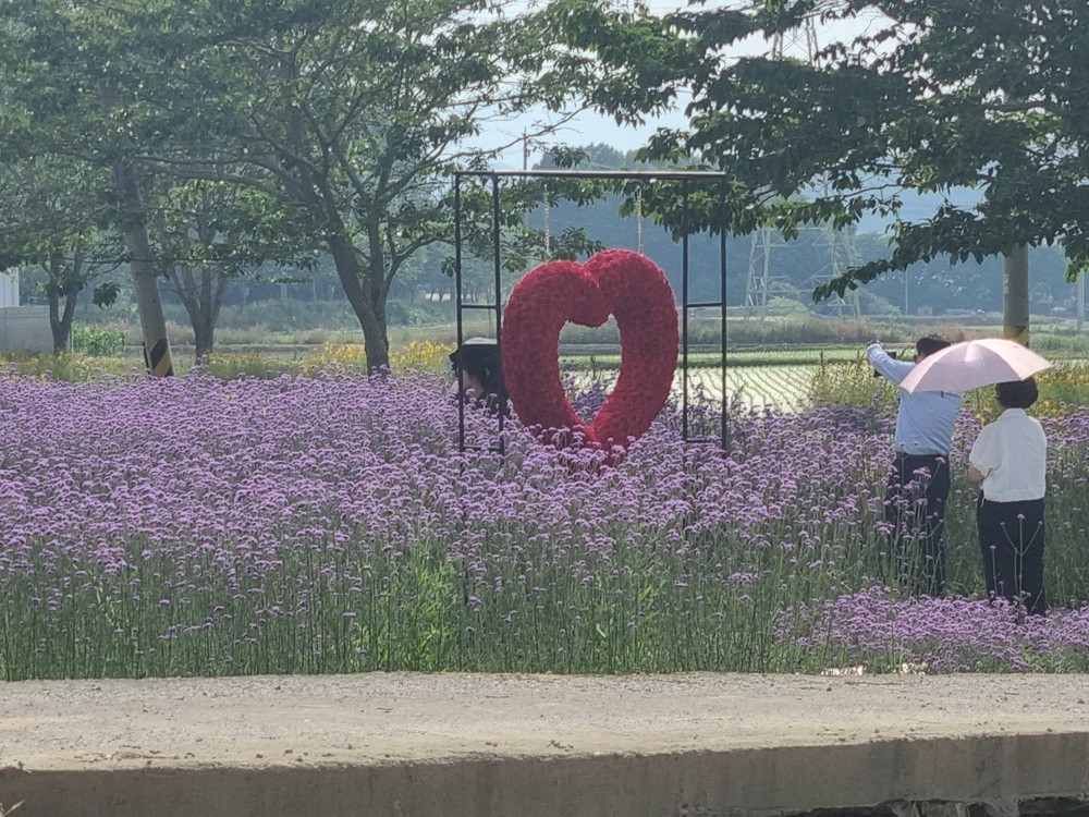 ‘작천 코끼리마늘꽃 3days’ 이색 여름꽃 만발