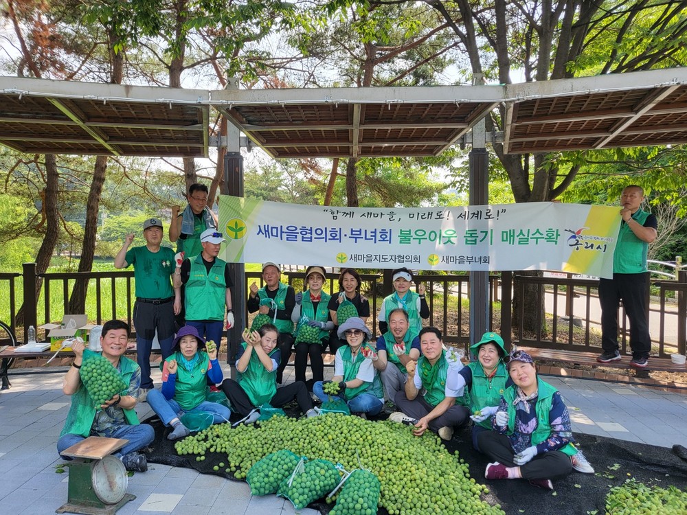 구리시 교문1동, 새마을단체 이웃돕기 기금 마련 매실 수확