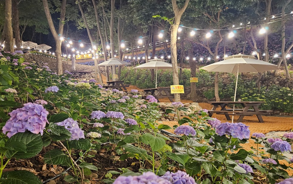 진도군, ‘운림 수국의 밤’ 관심 집중