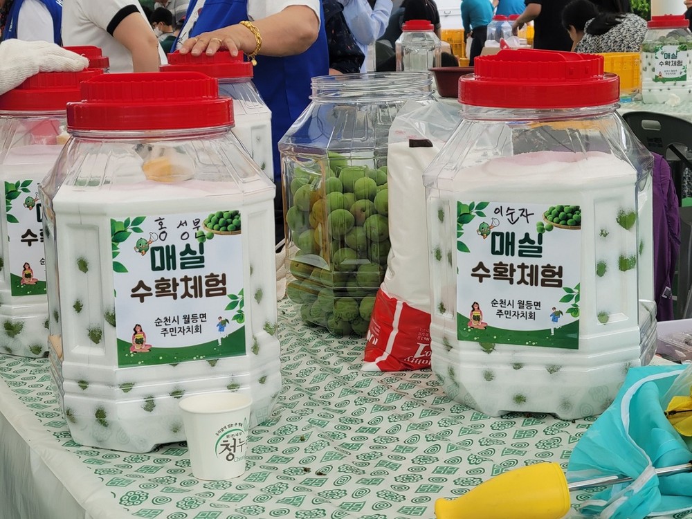 순천시 월등면, 「제3회 월등향매실 수확체험행사」 성료