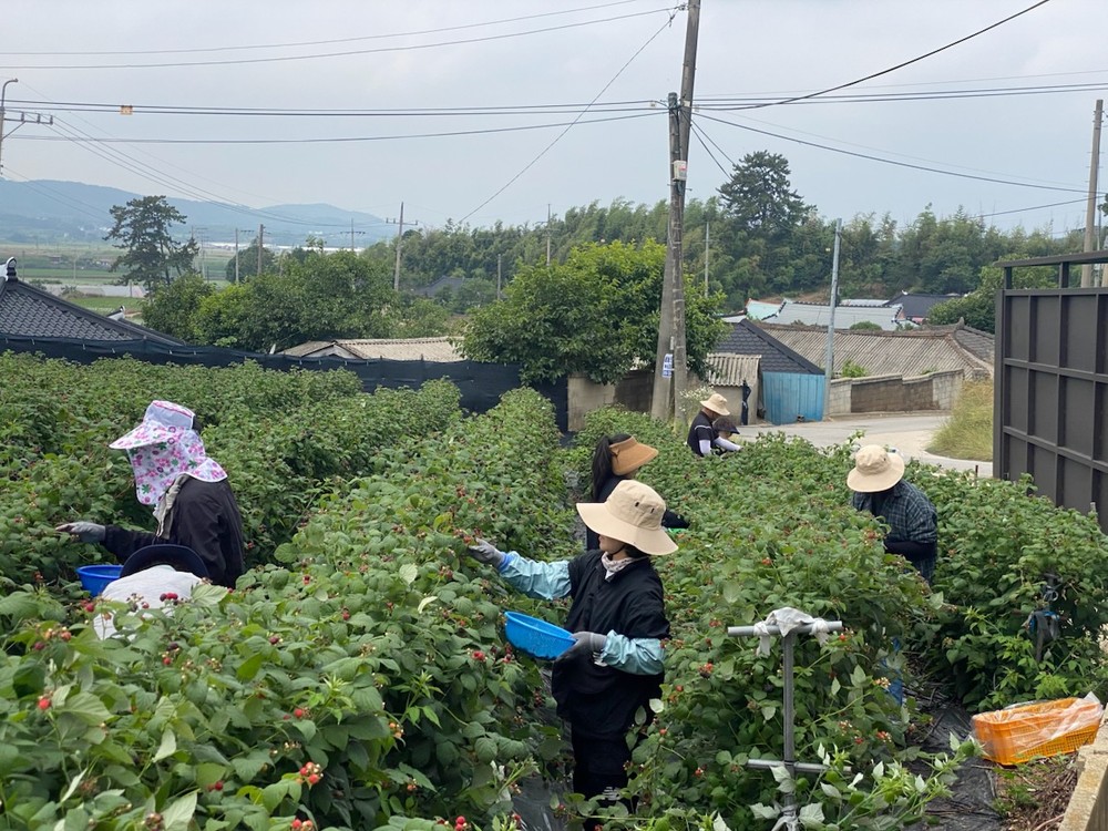 고창군 문화예술과·무장면 복분자 농가 일손돕기