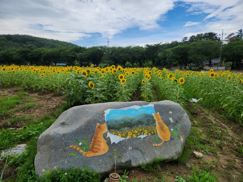 경주 보덕동 암곡 와동·개정마을, 해바라기 꽃밭으로 여름 물들이다