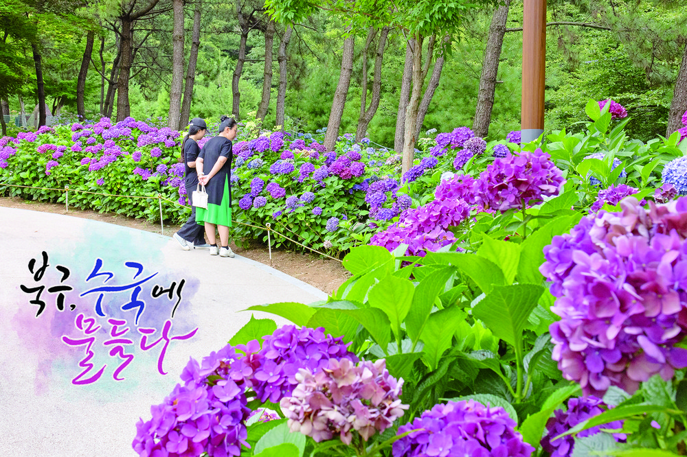 부산 북구, 제1회 트래블로드 수국 축제 개최