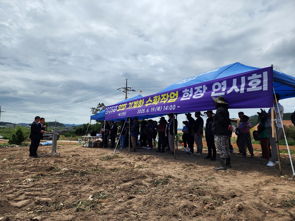 신안군, '양파 수확' 이제 기계화로 시간·비용 대폭 절감