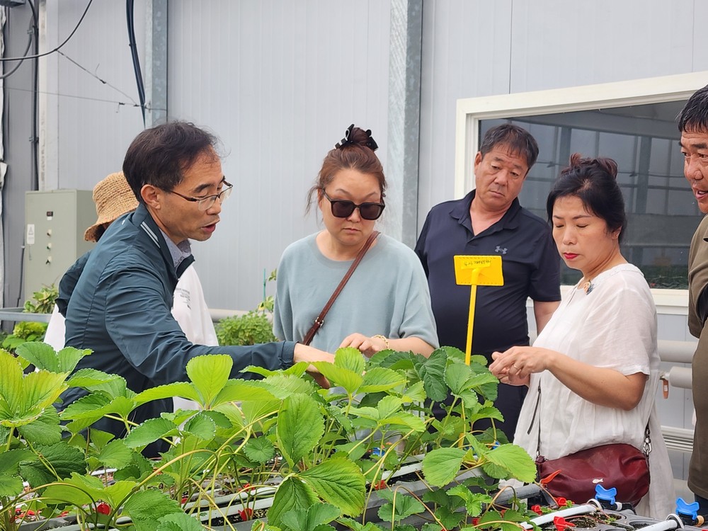 고령 딸기농가, ‘죽향’배워왔다.