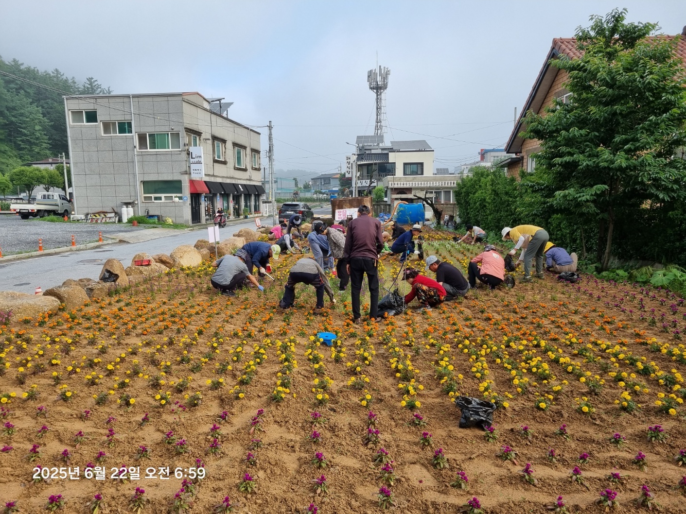 단양군 매포읍 평동2리 ‘꽃정원’, 형형색색 만개