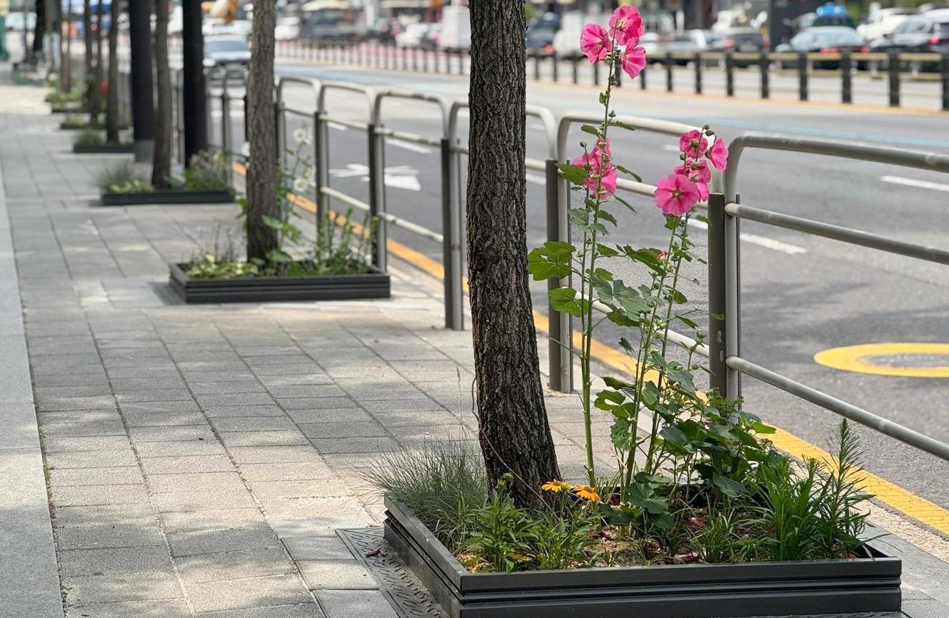 한 뼘의 자연, 서대문구 가로수 길 접시꽃으로 물들다