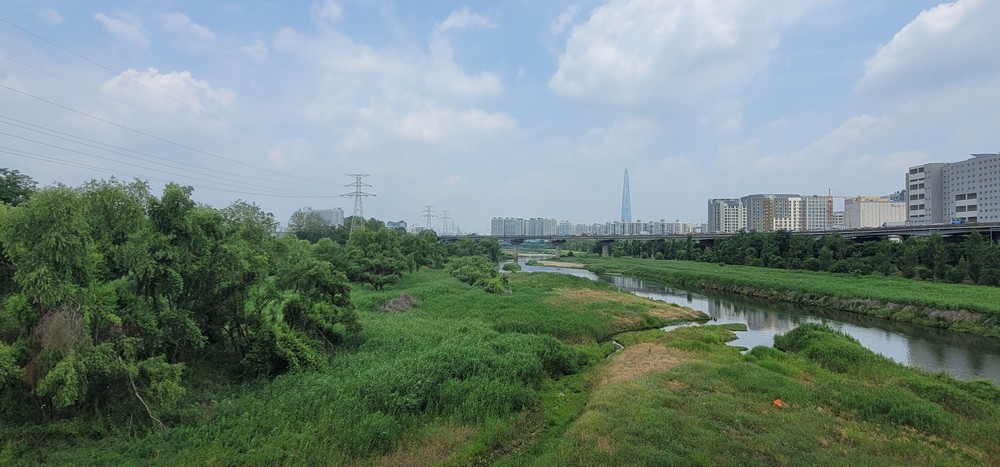 강남구, 장마철 대비 하천 주변 위험수목 2차 정비